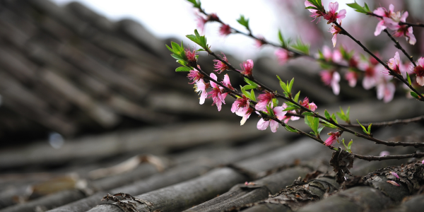 Tristate The key to keeping your roof pristine year round