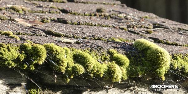The silent roof invader The silent roof invader